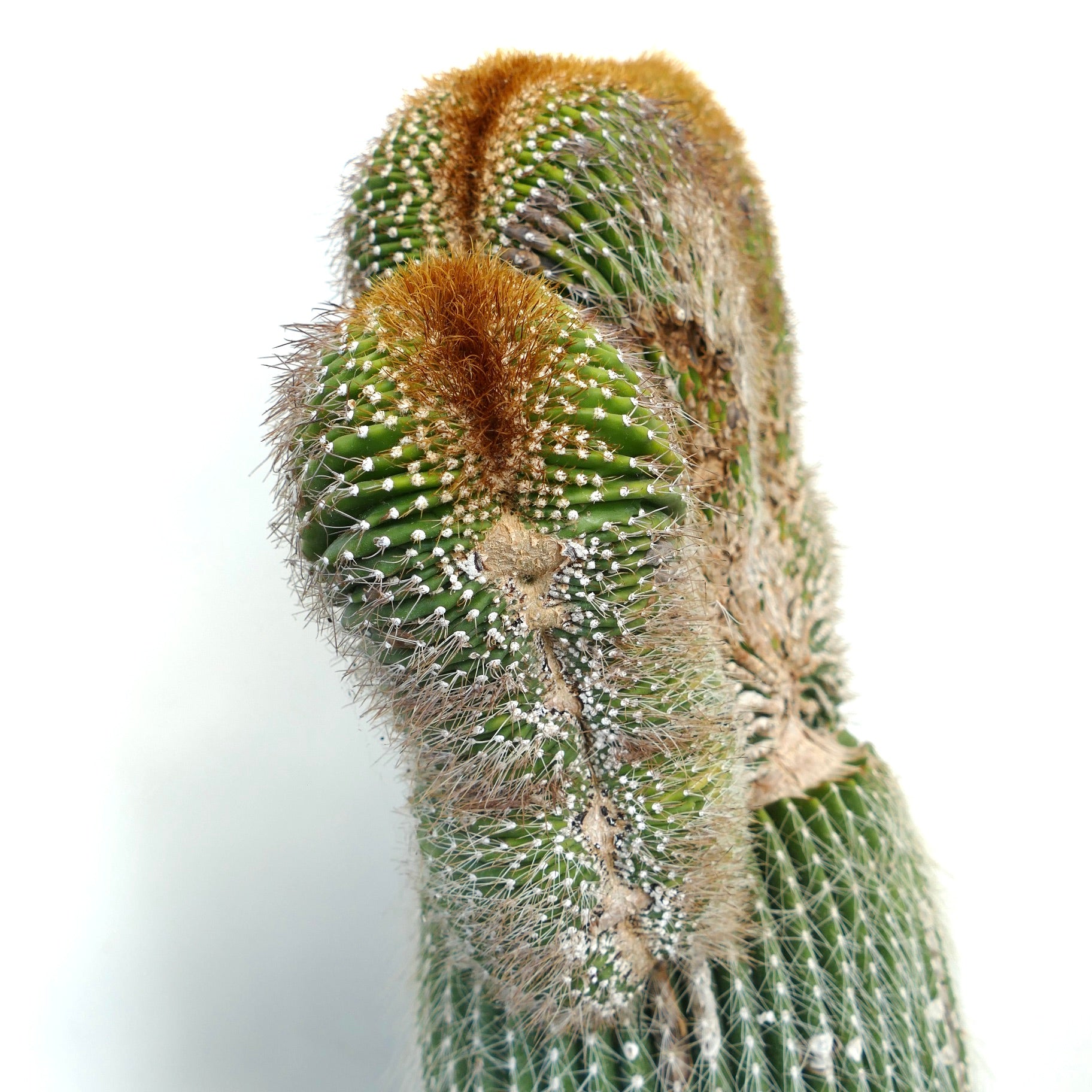 Carnegiea polylopha crested cactus with dense spines and unique ribbed growth pattern