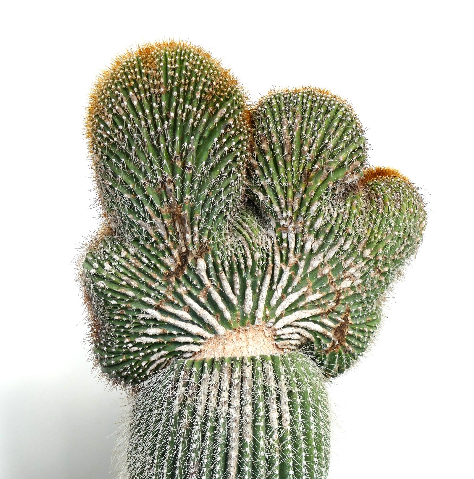 Carnegiea polylopha rare crested cactus with dense white spines and ribbed green stems