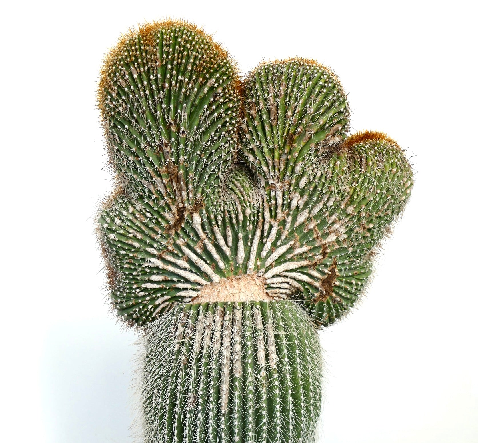 Carnegiea polylopha crested saguaro rare cactus with fan-shaped green ridges and white spines