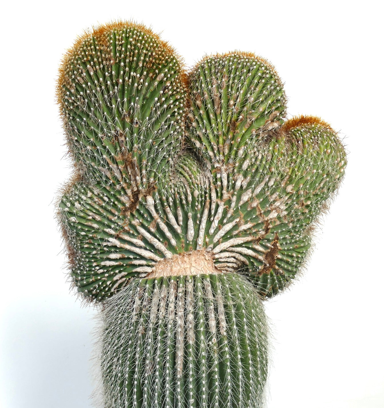 Carnegiea polylopha crested rare cactus with intricate fan-shaped growth and dense spines