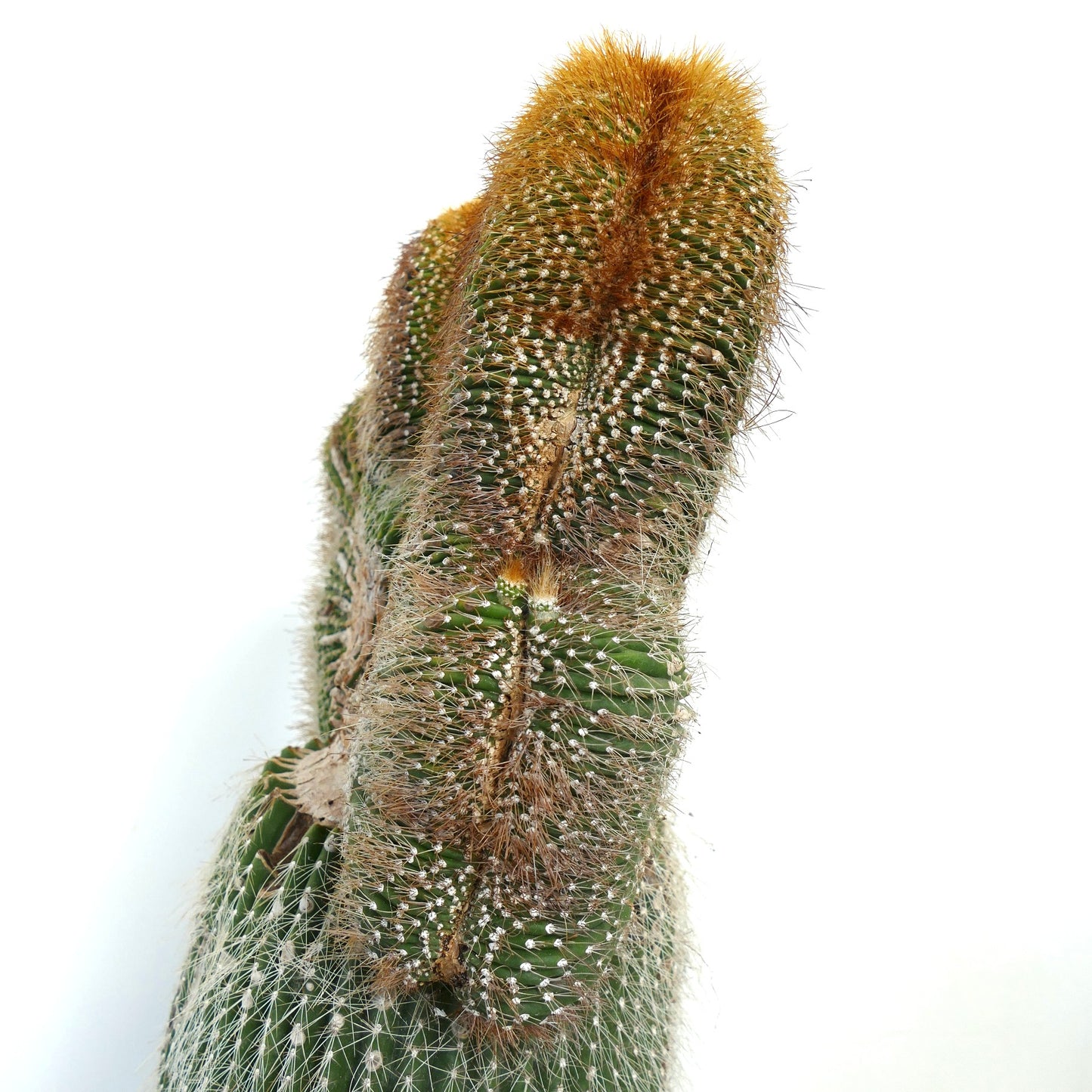 Carnegiea polylopha crested cactus with dense golden spines and unique ribbed structure