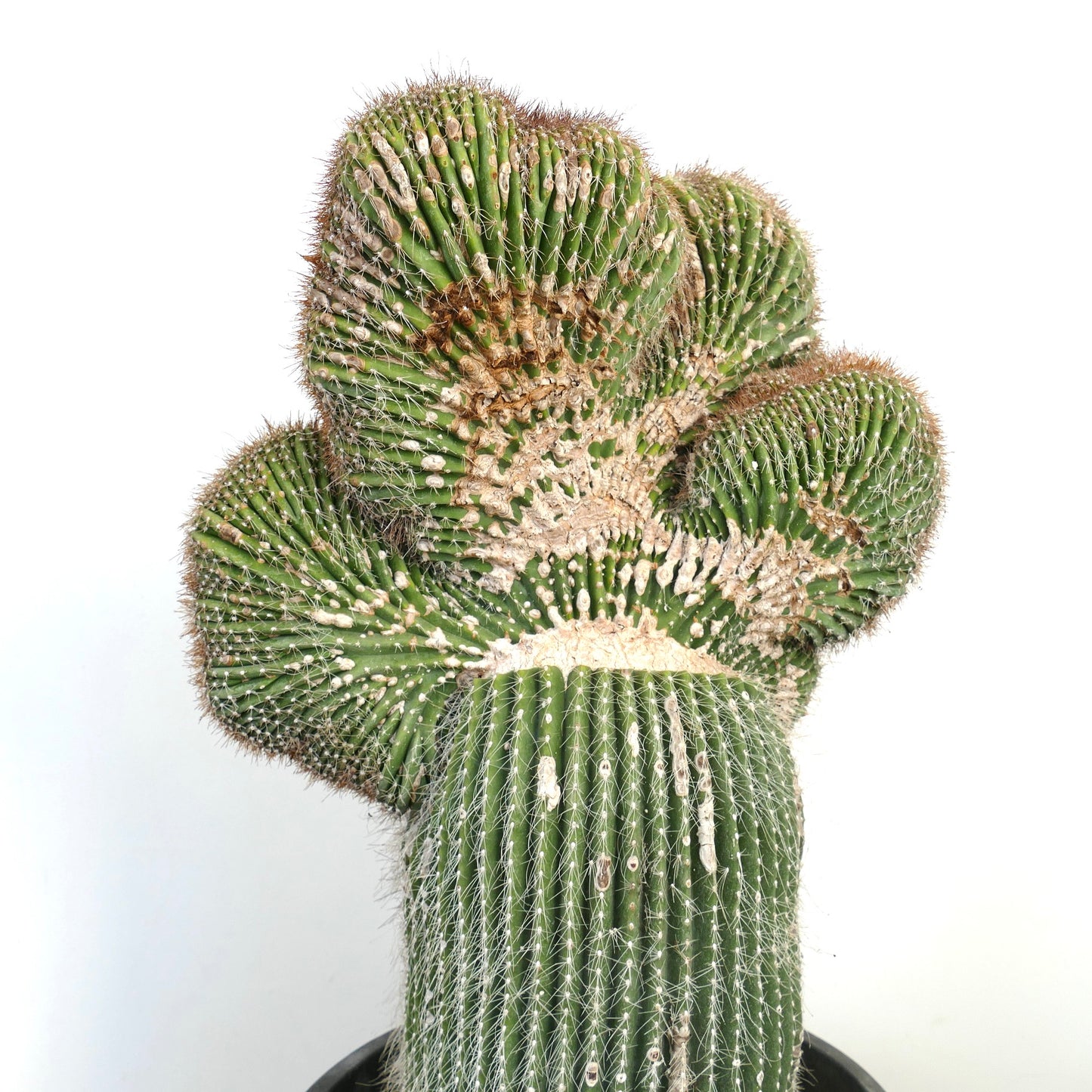 Carnegiea polylopha rare crested cactus with ribbed green stems and white spines