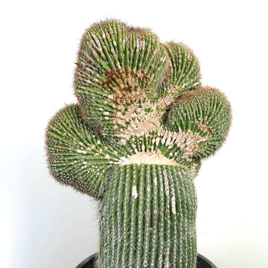 Carnegiea polylopha rare crested cactus with ribbed green stems and white spines