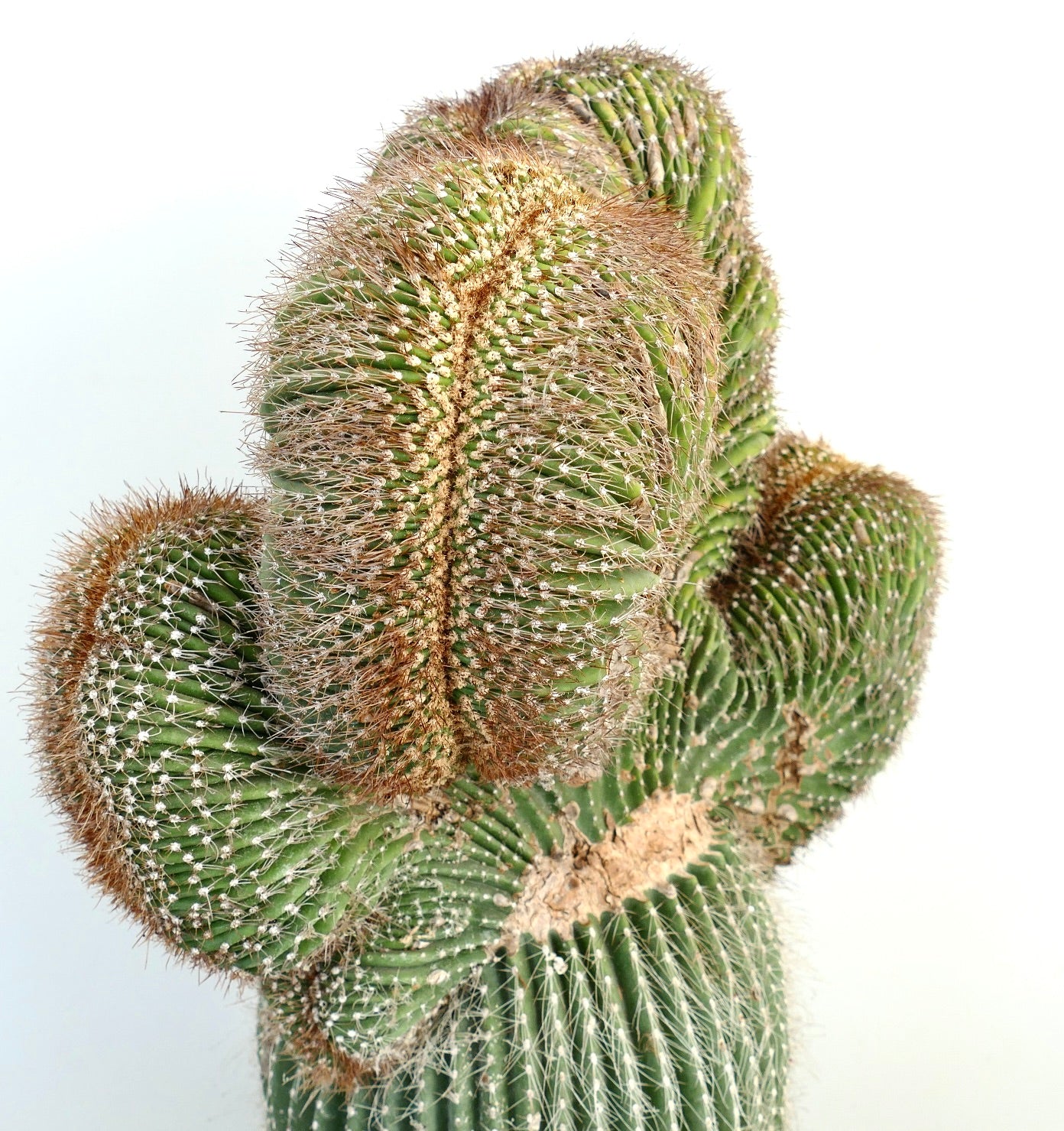 Carnegiea polylopha rare crested cactus with dense spines and unique ribbed structure