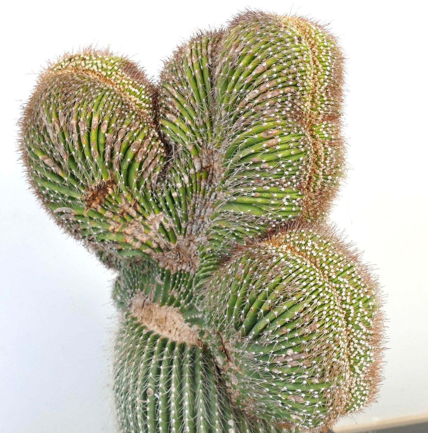 Carnegiea polylopha rare crested cactus with dense white spines and ribbed green stems