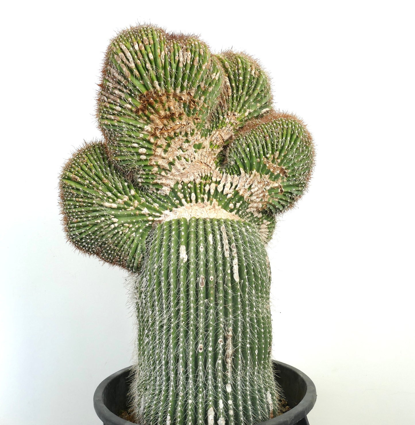 Carnegiea polylopha rare crestato cactus with fan-shaped crested growth and white spines