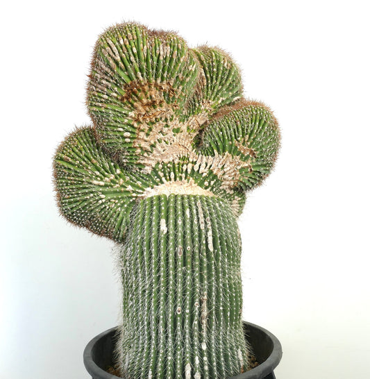 Carnegiea polylopha rare crestato cactus with fan-shaped crested growth and white spines