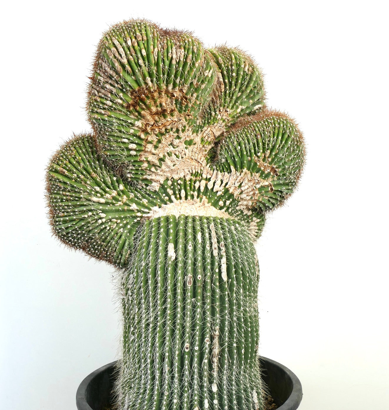 Carnegiea polylopha rare crested cactus with ribbed green stems and white spines