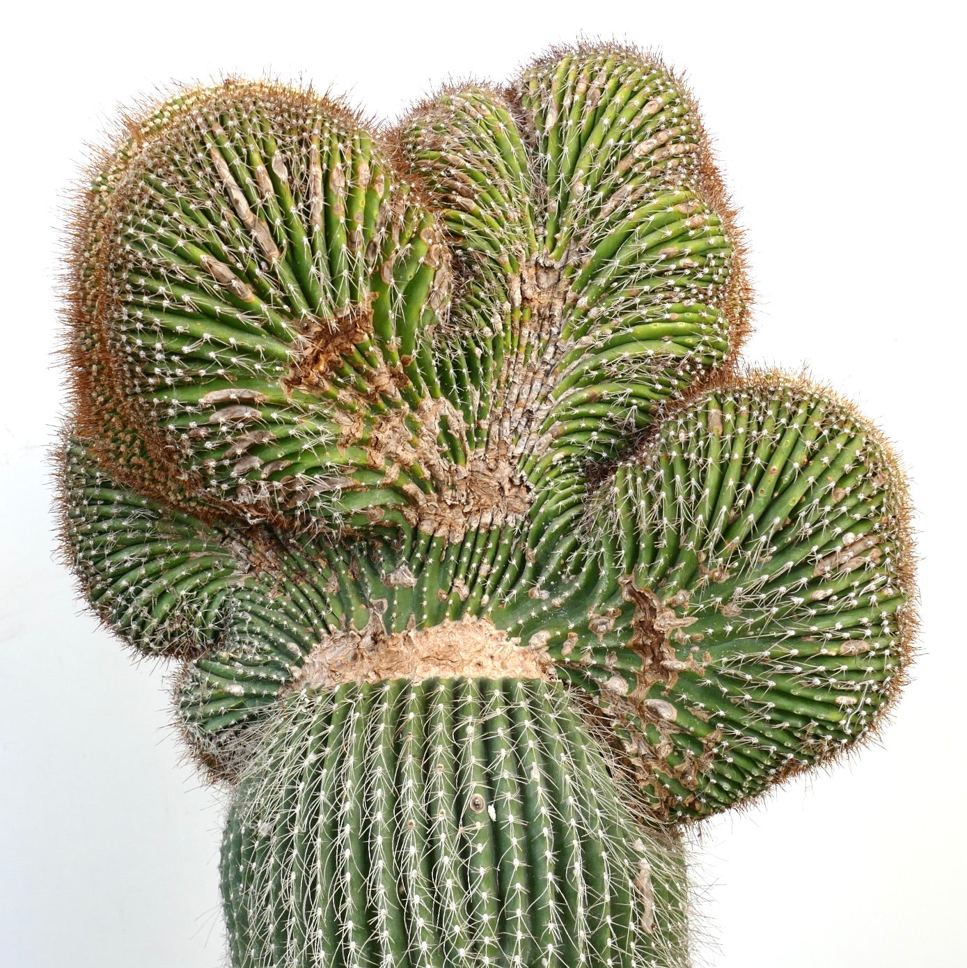 Carnegiea polylopha rare crested cactus with ribbed green stems and sharp spines