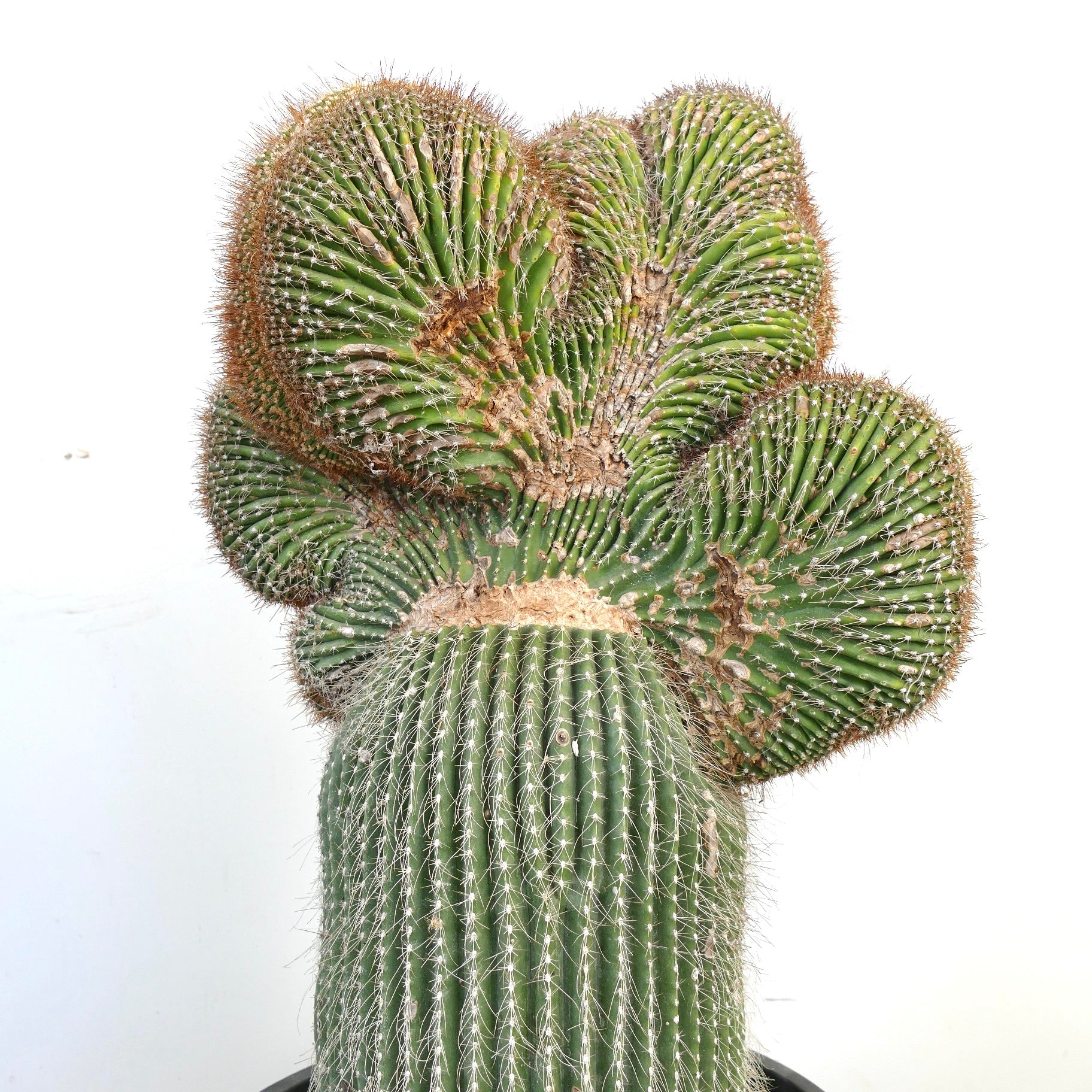 Carnegiea polylopha rare crested cactus with ribbed green stems and sharp spines