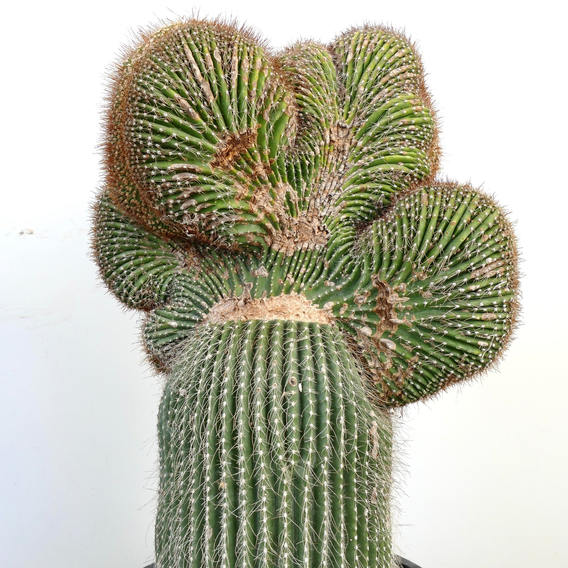 Carnegiea polylopha crested rare cactus with unique ribbed and spiny growth pattern