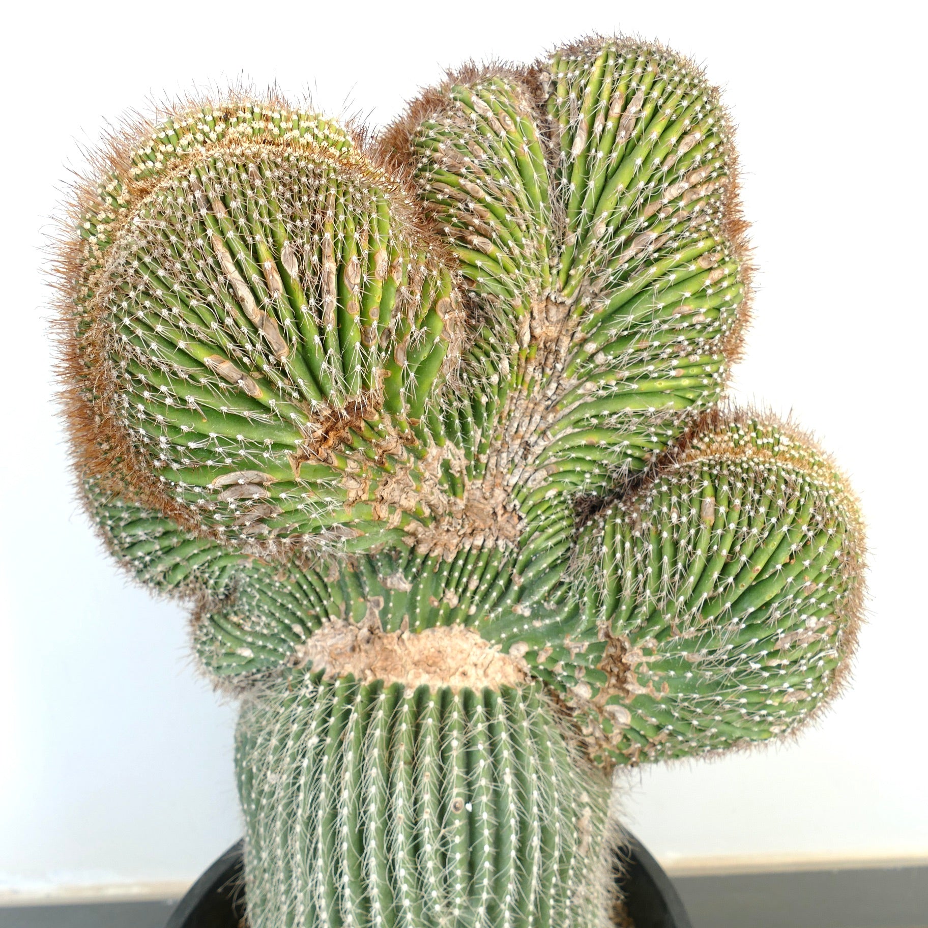 Carnegiea polylopha rare crested cactus with ribbed green stems and white spines