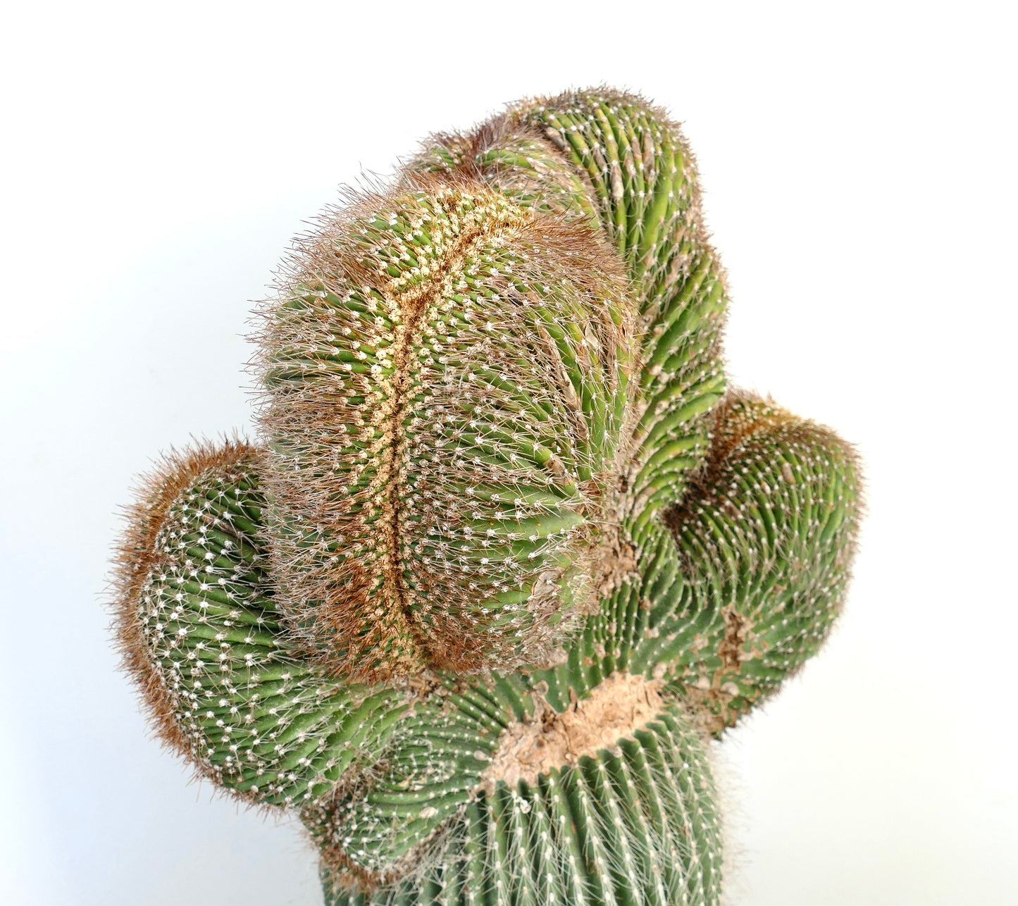 Carnegiea polylopha rare crested cactus with dense brown spines and ribbed green stems