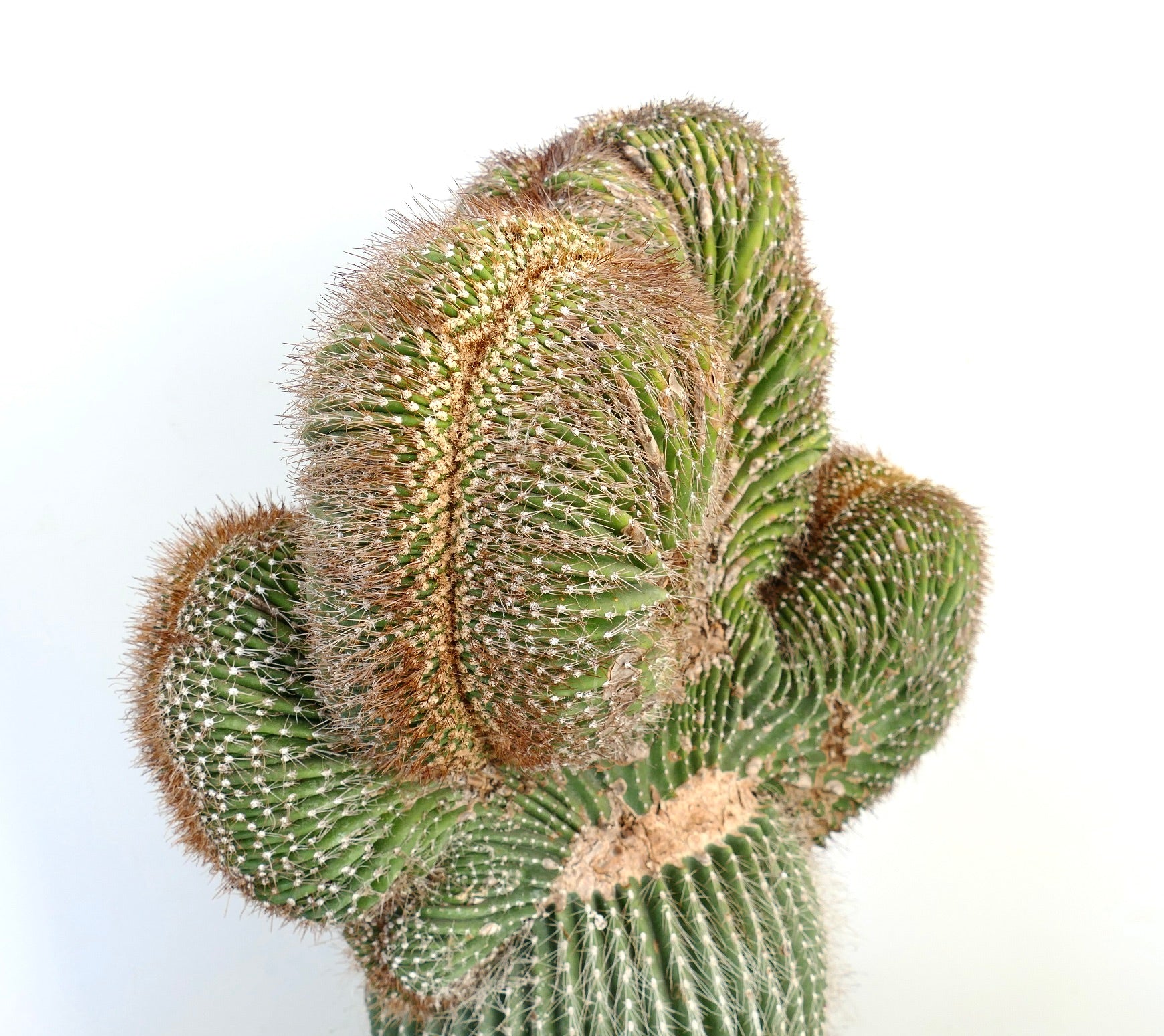 Carnegiea polylopha rare crested cactus with dense brown spines and ribbed green stems