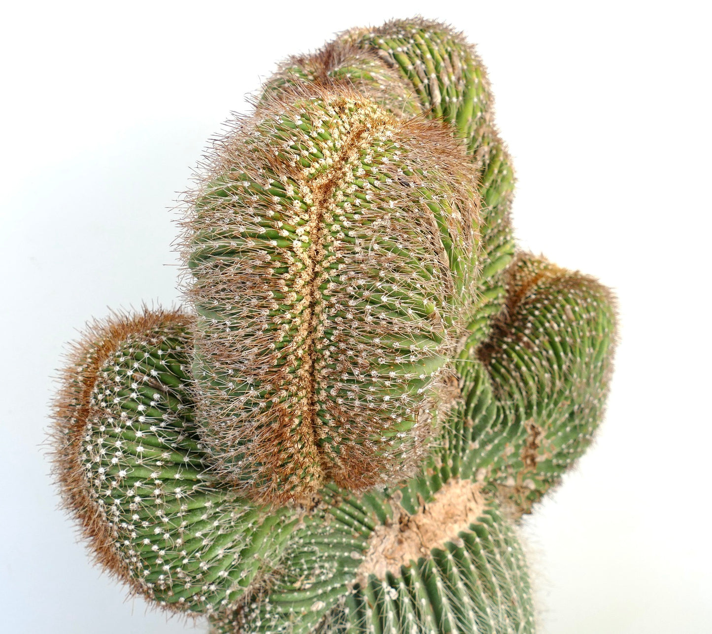 Carnegiea polylopha rare crested cactus with dense brown spines and ribbed green stems