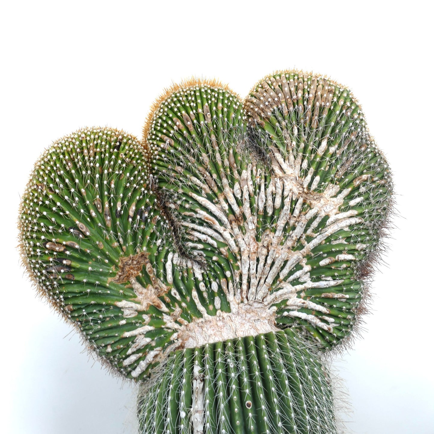 Carnegiea polylopha rare crested cactus with green ribbed fan-like growth and white spines