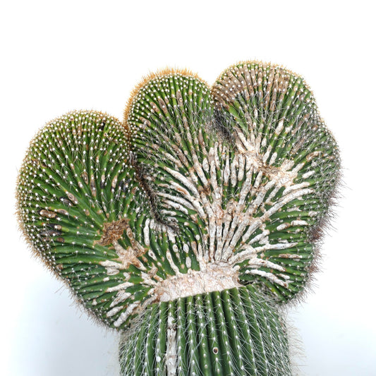 Carnegiea polylopha rare crested cactus with green ribbed fan-like growth and white spines