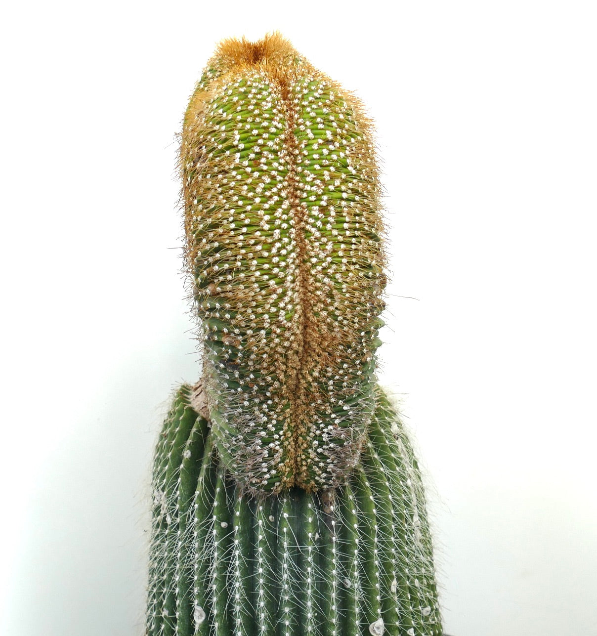 Carnegiea polylopha rare crested cactus with dense white spines and golden hair tuft