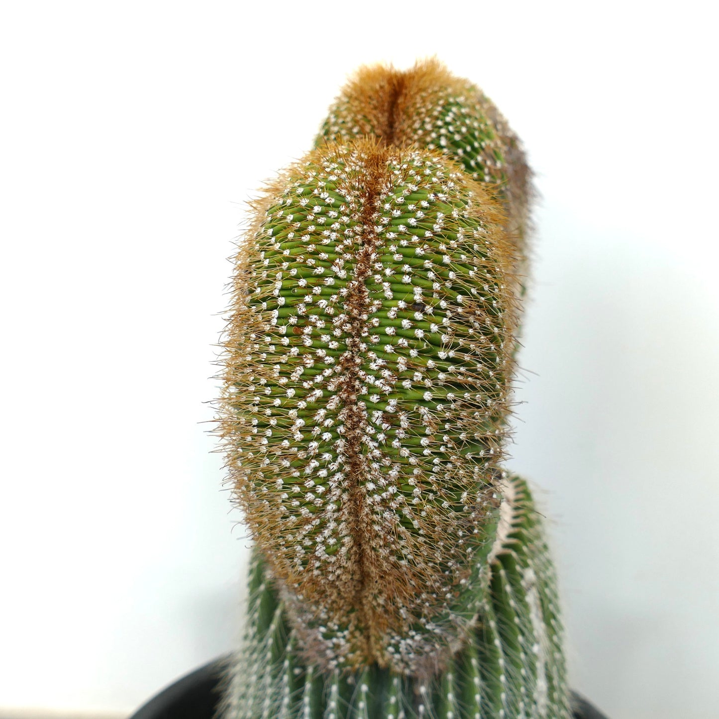 Carnegiea polylopha rare crested cactus with dense golden spines and ribbed texture