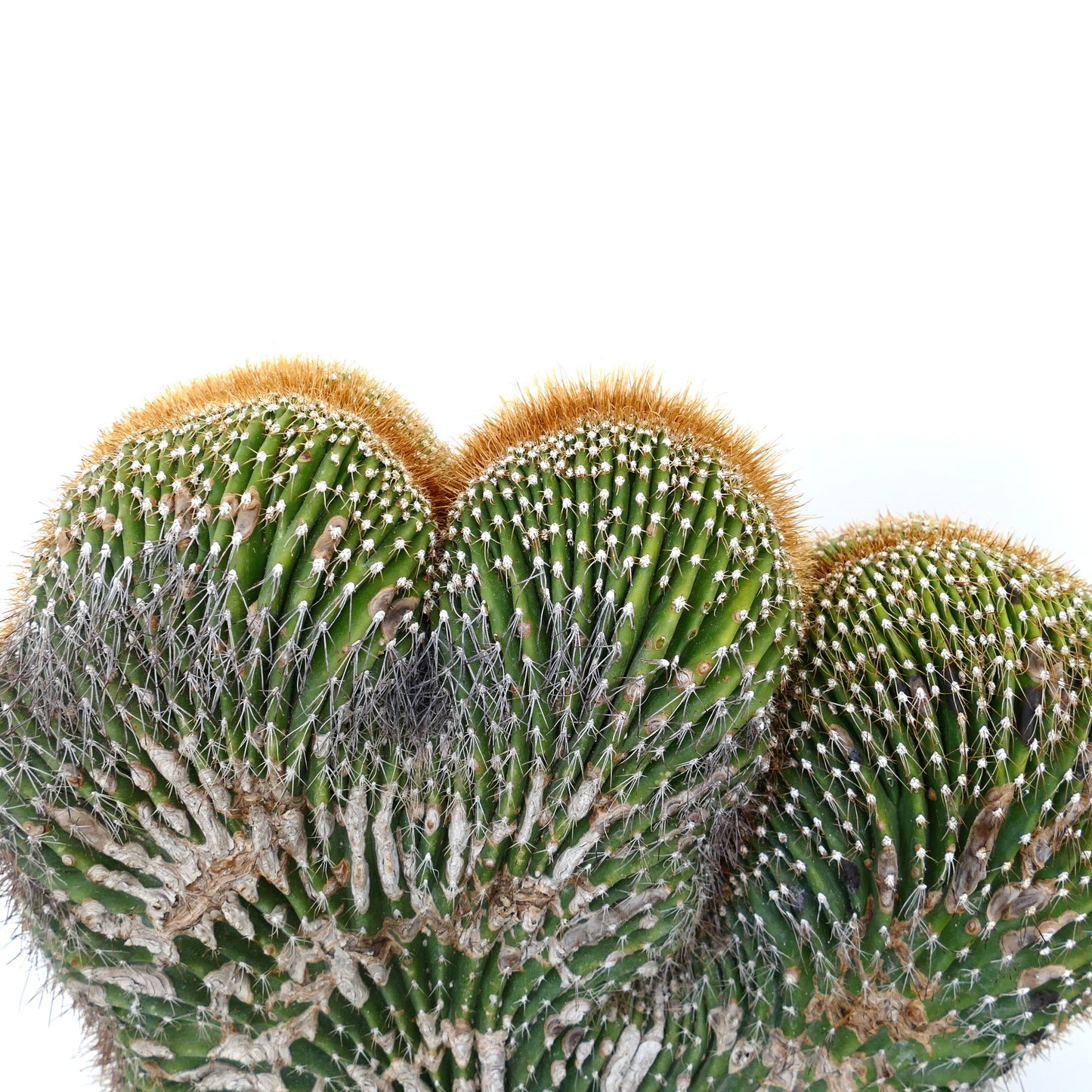 Carnegiea polylopha rare crested cactus with dense golden spines and ribbed green stems