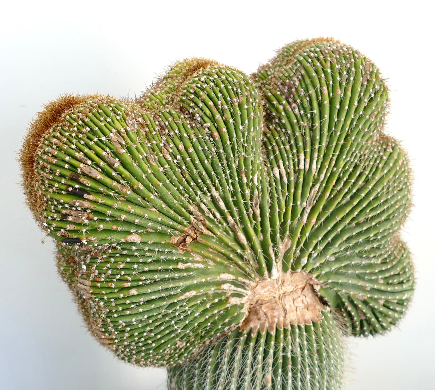 Carnegiea polylopha raro cactus crestado con tallos suculentos verdes acanalados y finas espinas