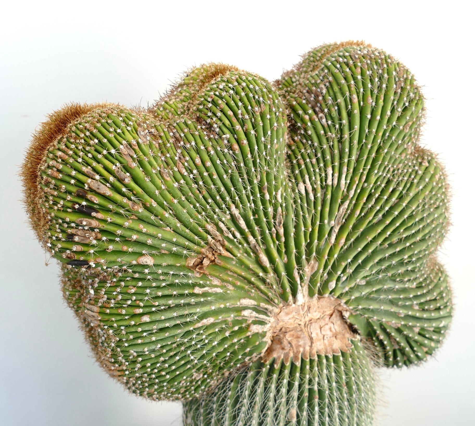 Carnegiea polylopha raro cactus crestado con tallos suculentos verdes acanalados y finas espinas