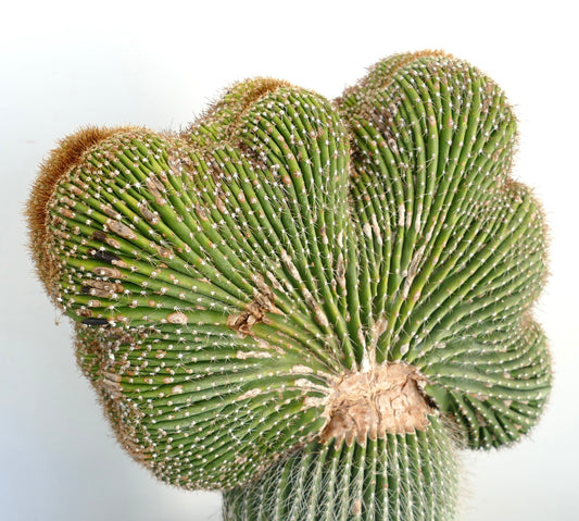 Carnegiea polylopha rare crested cactus with ribbed green succulent stems and fine spines