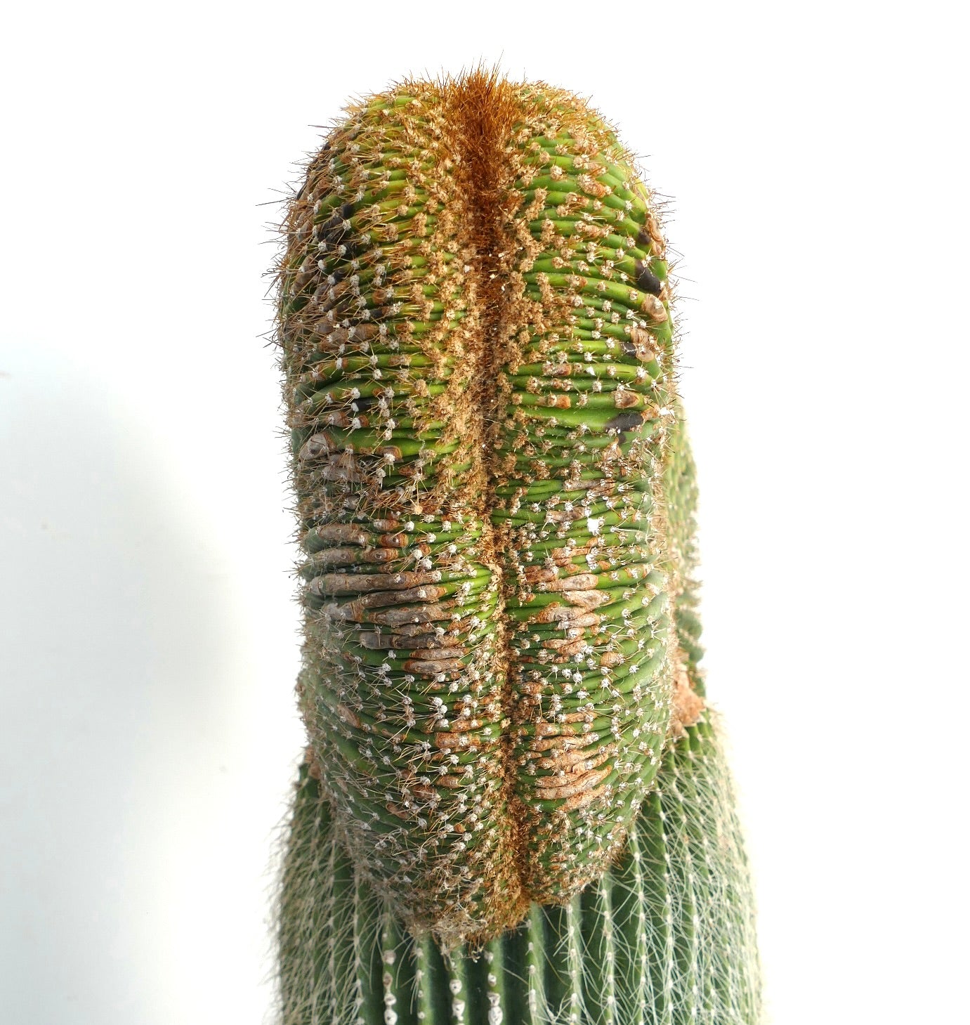 Carnegiea polylopha raro cactus crestado con espinas densas y tallo verde texturizado