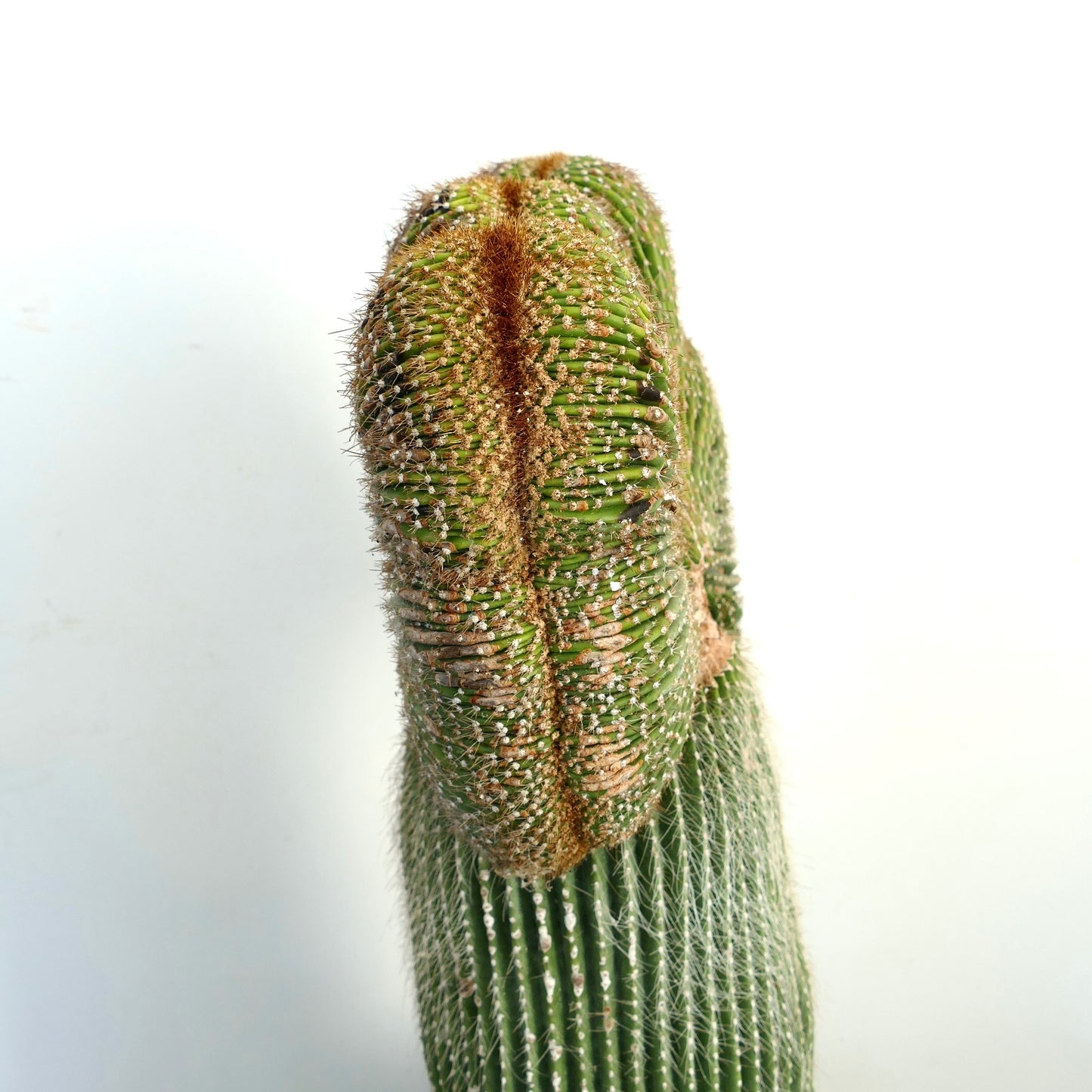 Carnegiea polylopha raro cactus crestado con crestas texturizadas verdes y marrones