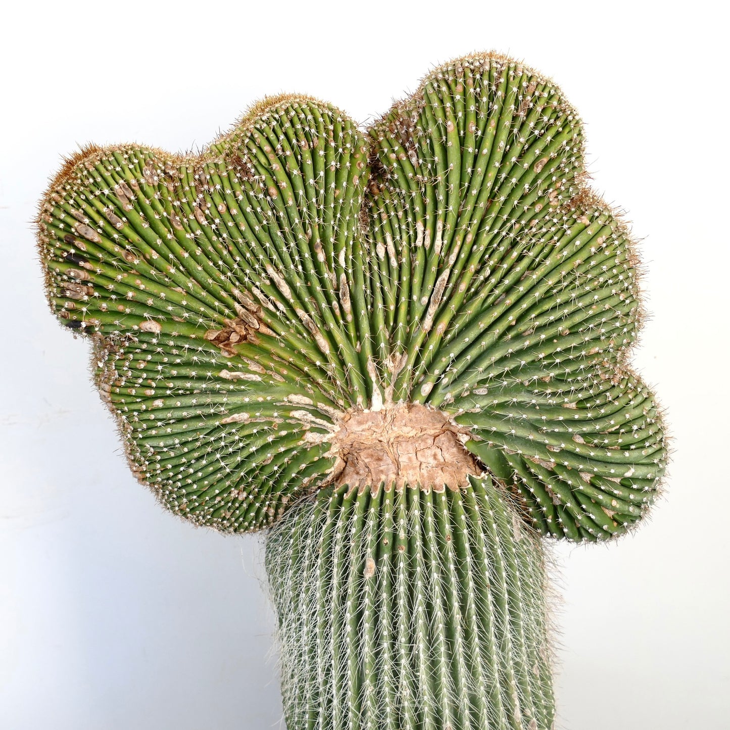 Carnegiea polylopha raro cactus crestado con tallos suculentos verdes con costillas en forma de abanico y espinas