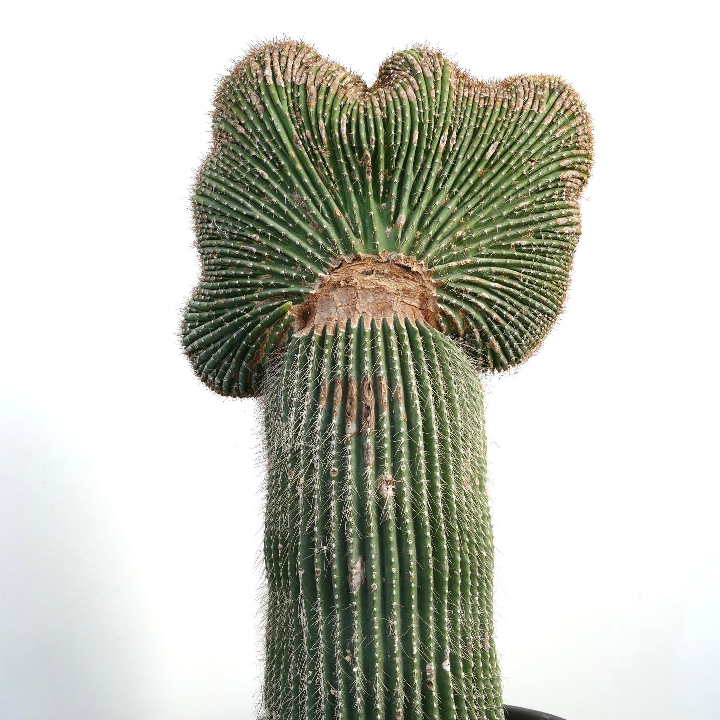 Carnegiea polylopha raro cactus crestado con tallo verde acanalado y espinas