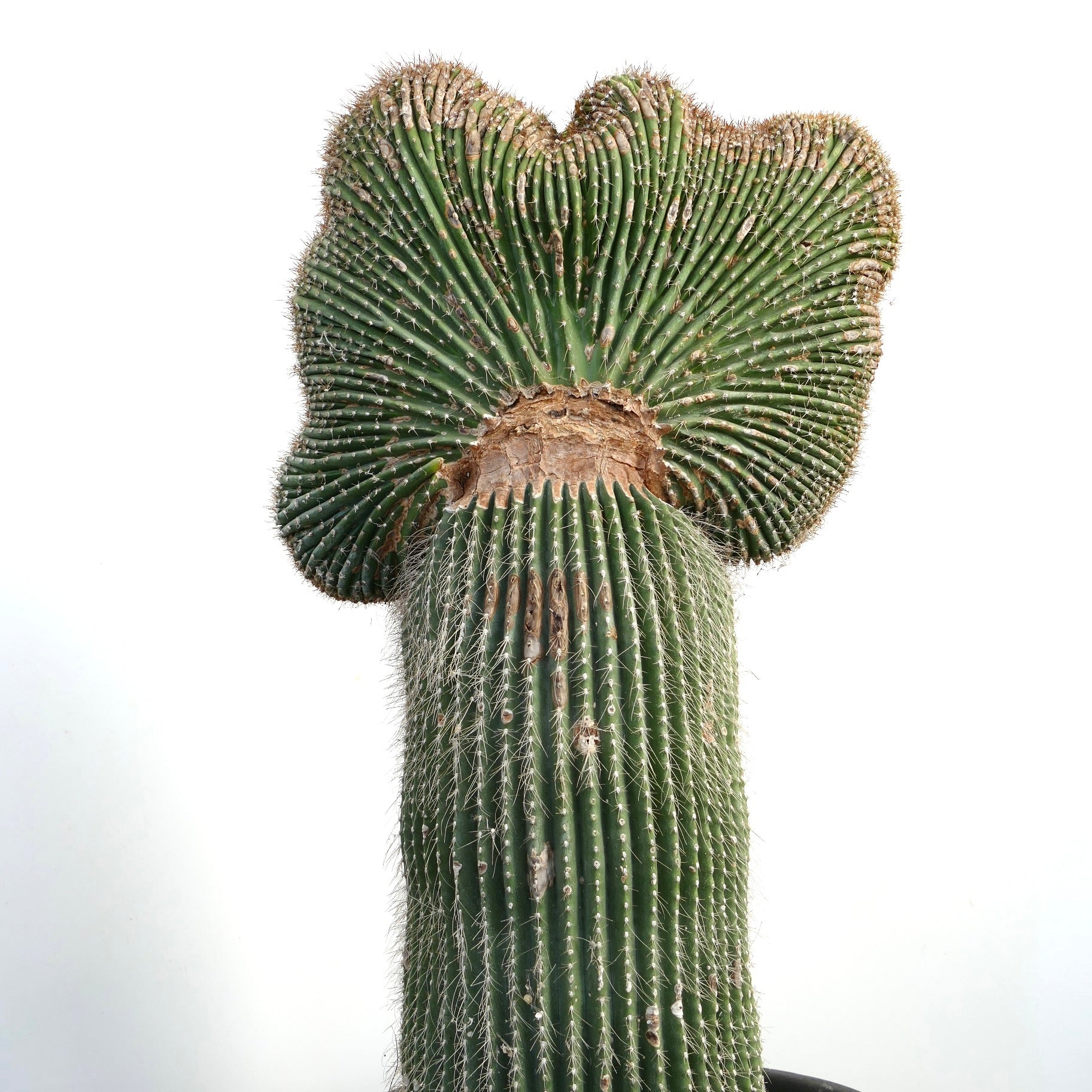 Carnegiea polylopha raro cactus crestado con tallo verde acanalado y espinas