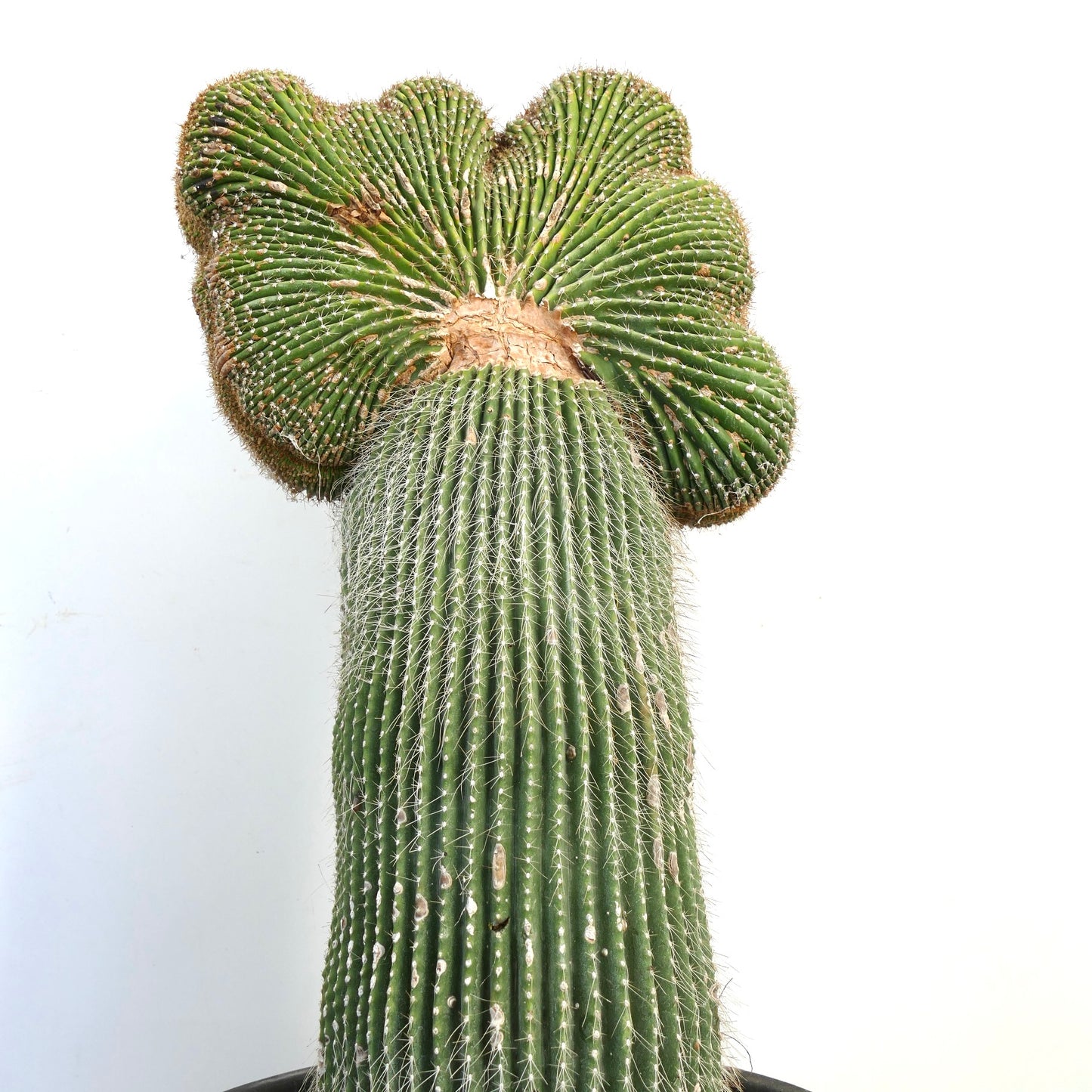 Carnegiea polylopha, raro cactus crestado con tallo verde acanalado y espinas blancas