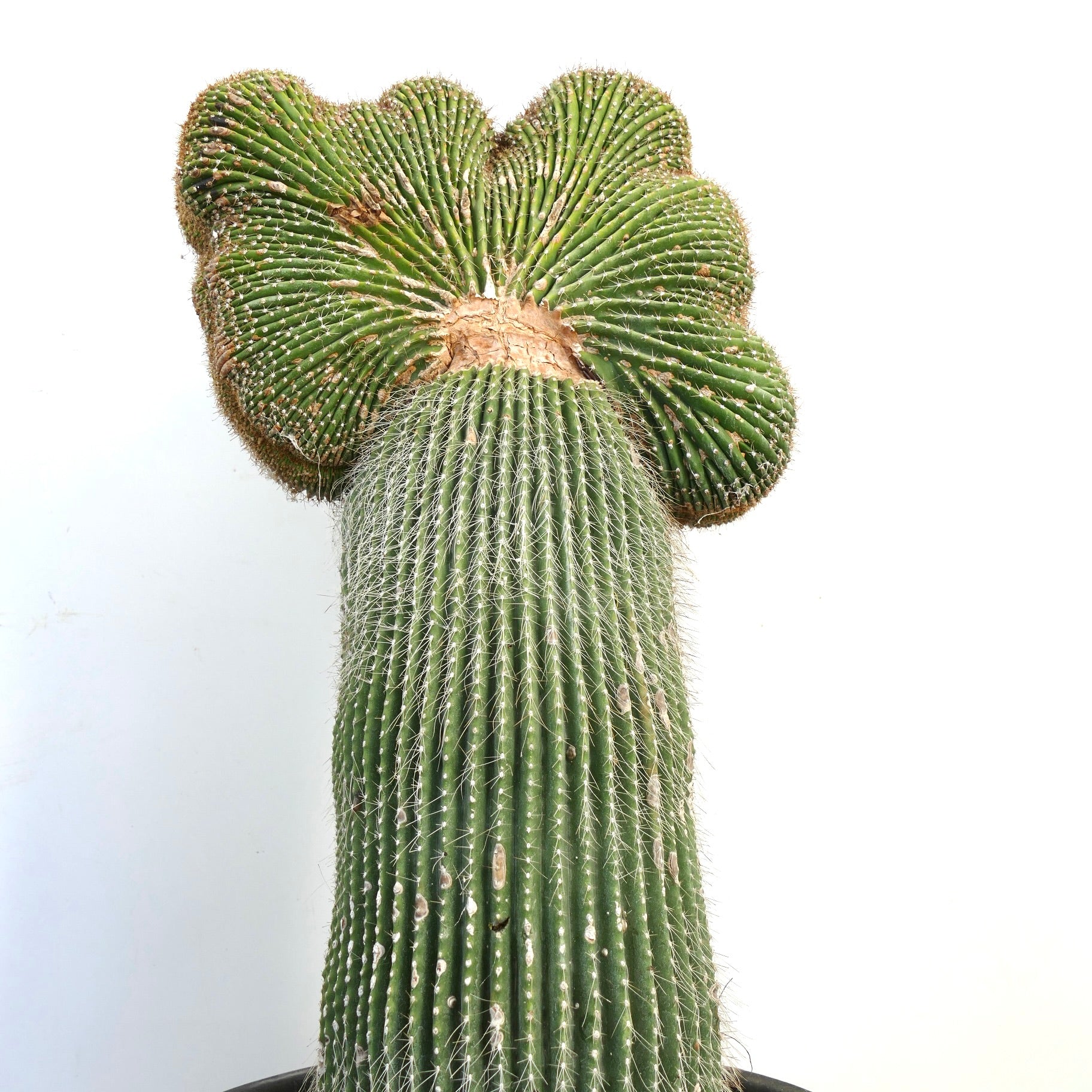 Carnegiea polylopha, raro cactus crestado con tallo verde acanalado y espinas blancas