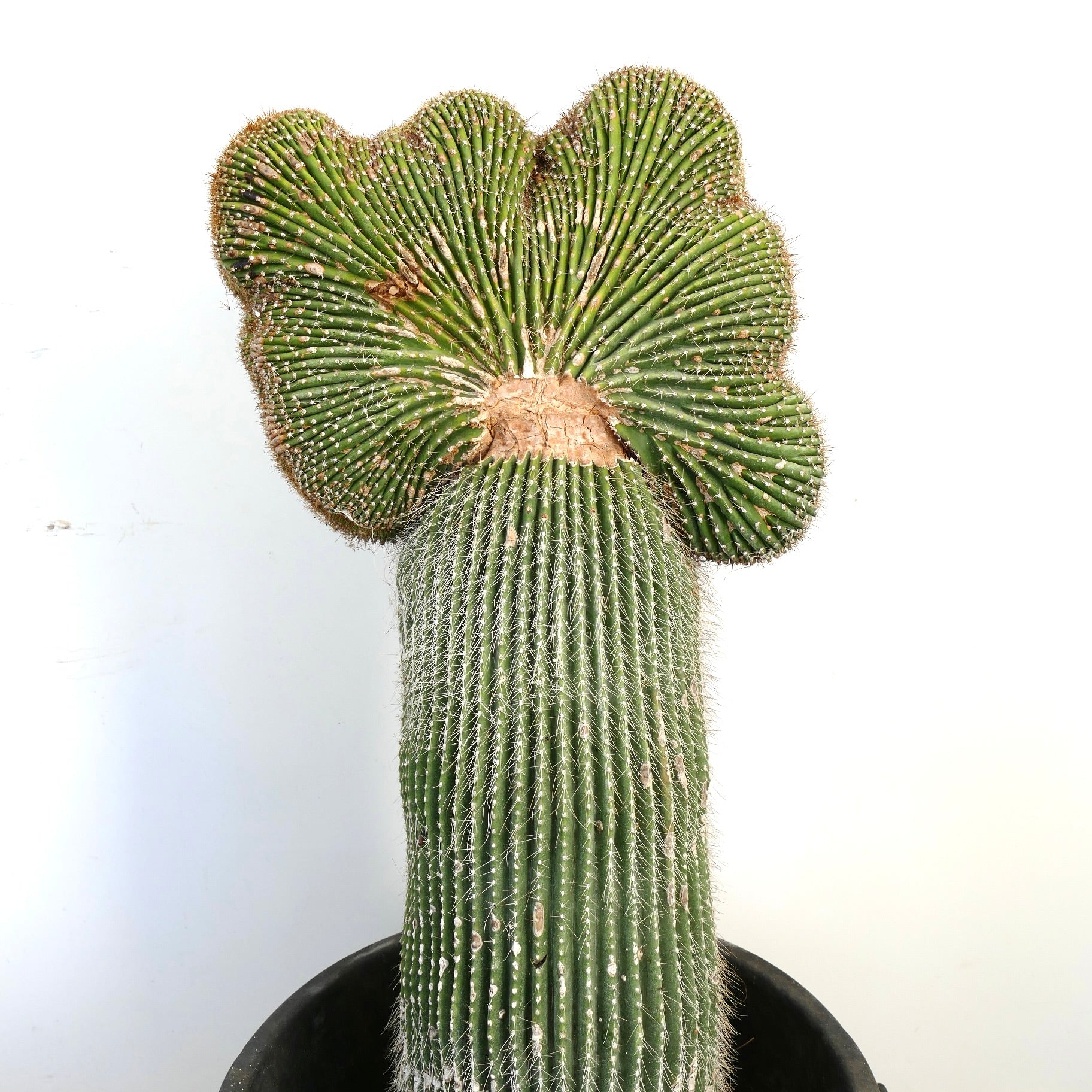 Carnegiea polylopha raro cactus crestado con crecimiento acanalado en forma de abanico y espinas