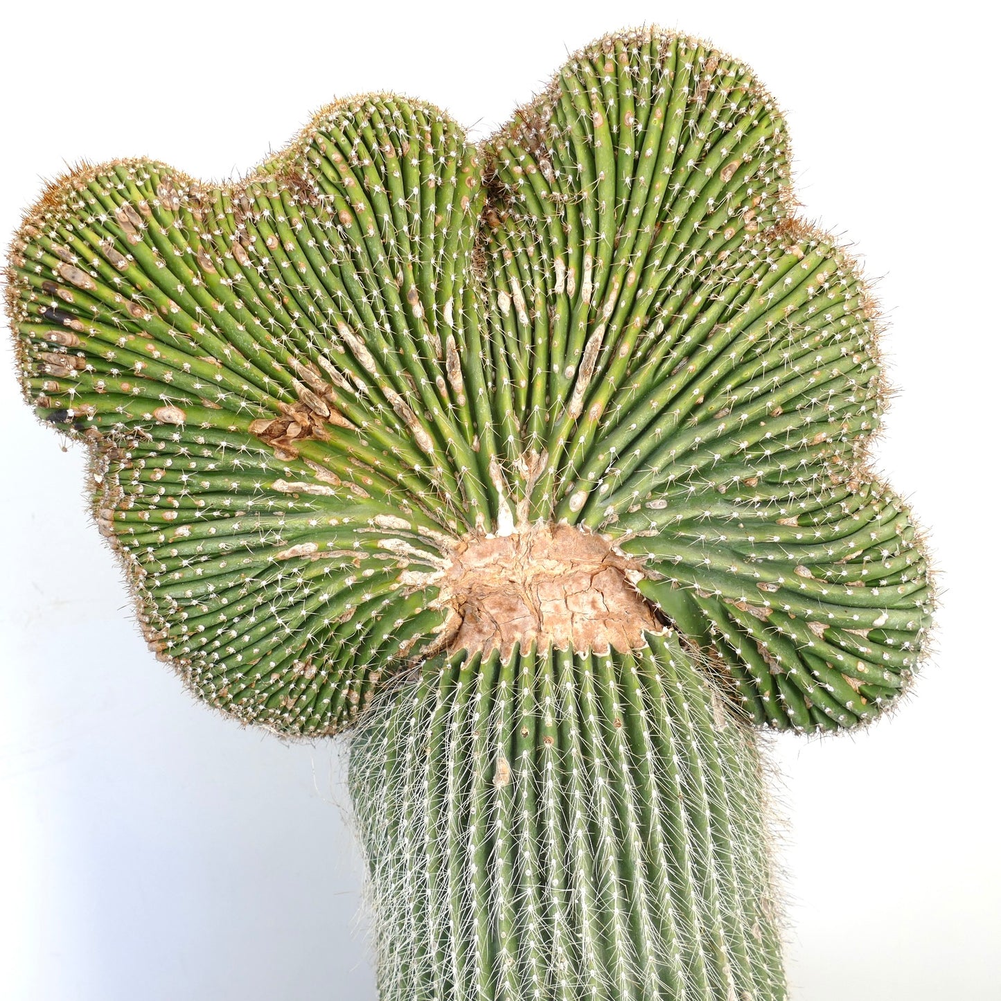 Carnegiea polylopha raro cactus crestado con tallos verdes acanalados y pequeñas espinas