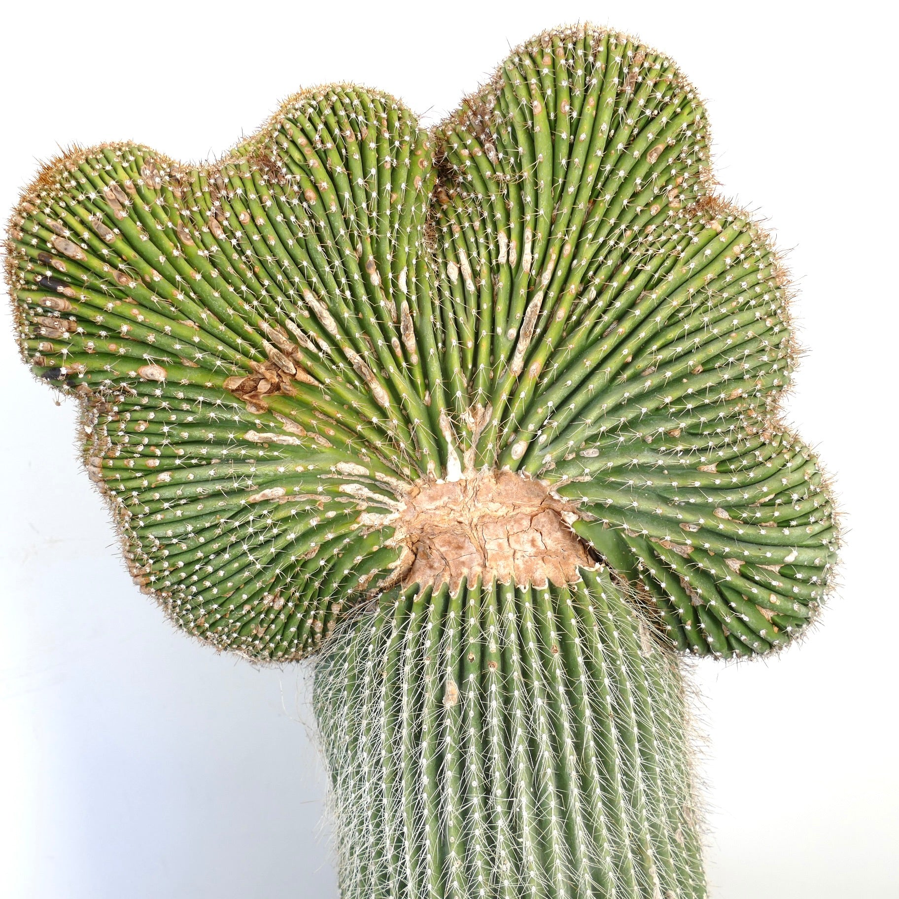 Carnegiea polylopha raro cactus crestado con tallos verdes acanalados y pequeñas espinas