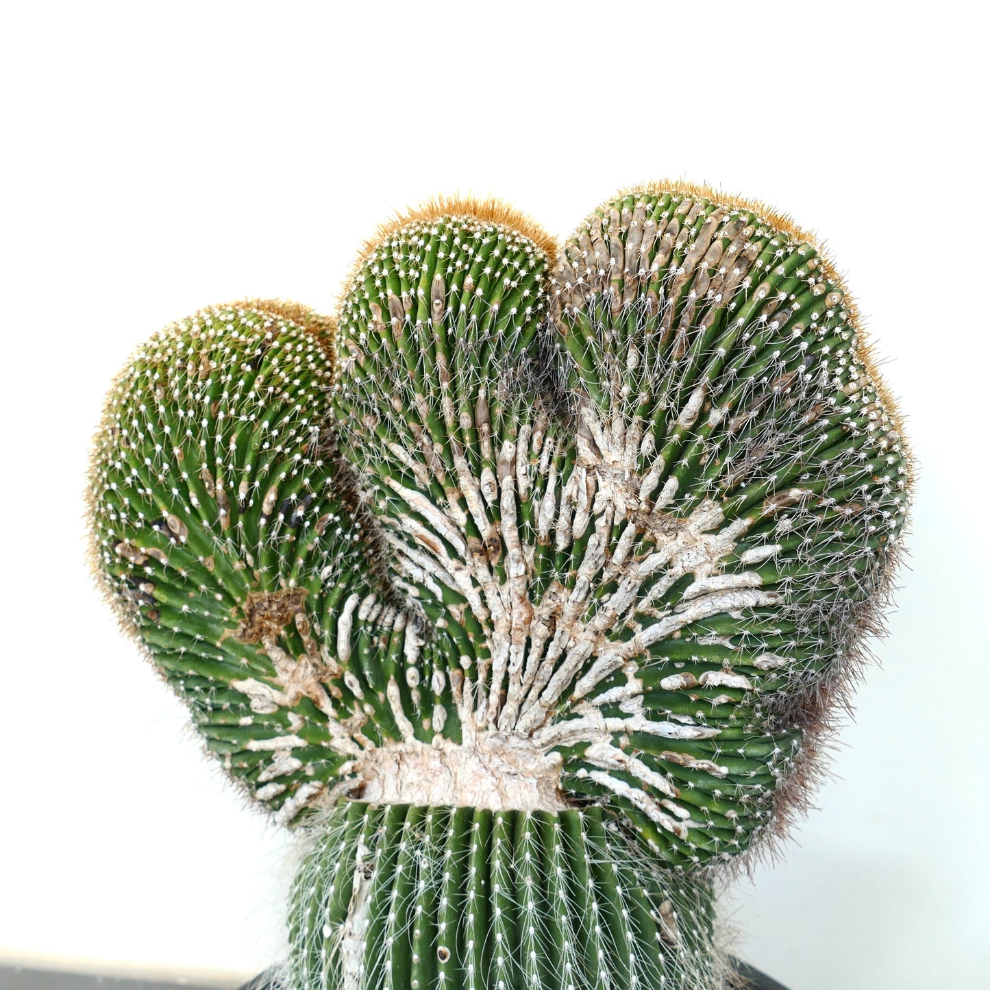 Carnegiea polylopha rare crested cactus with dense spines and textured green stems