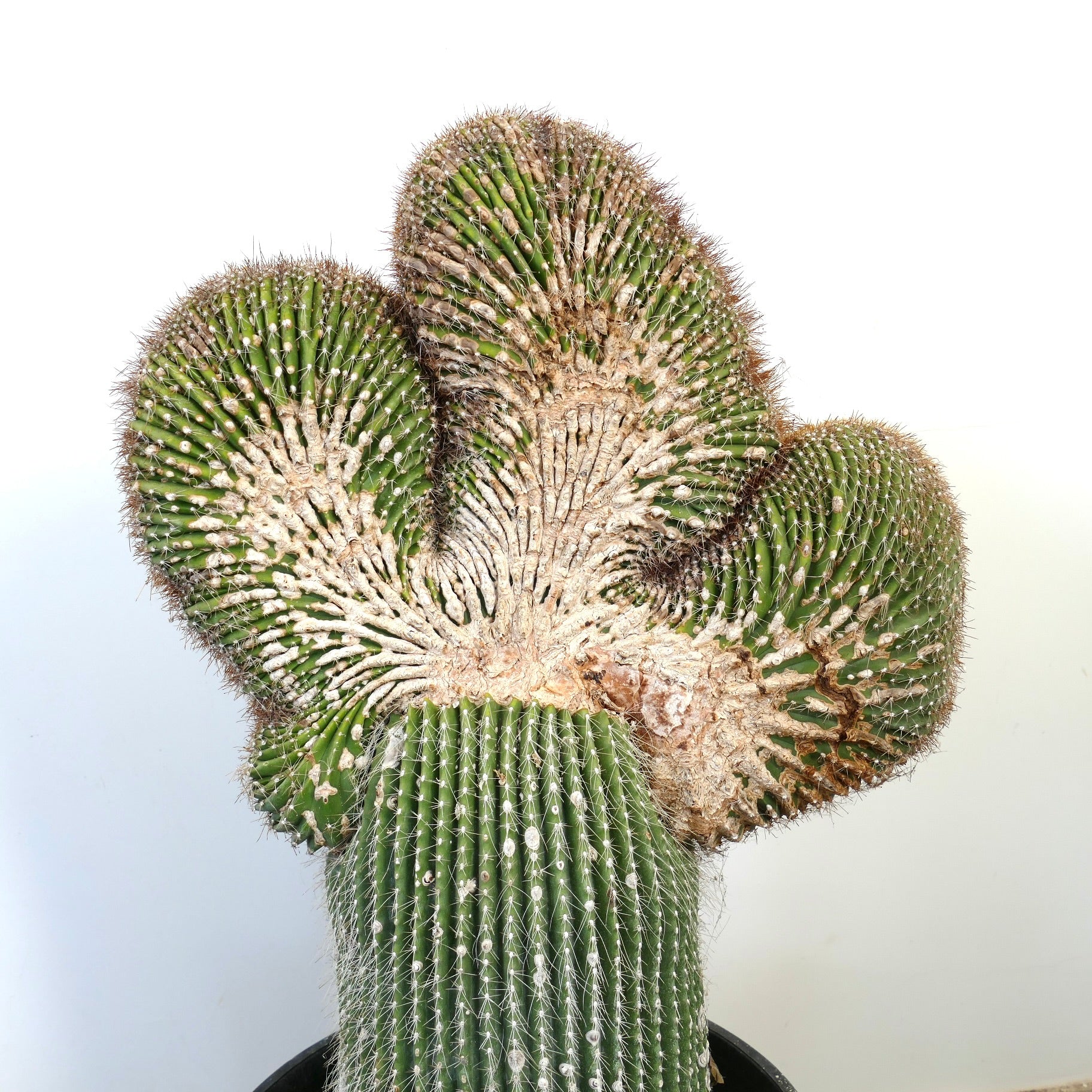Carnegiea polylopha rare crested cactus with spiny, textured green stems and white areoles
