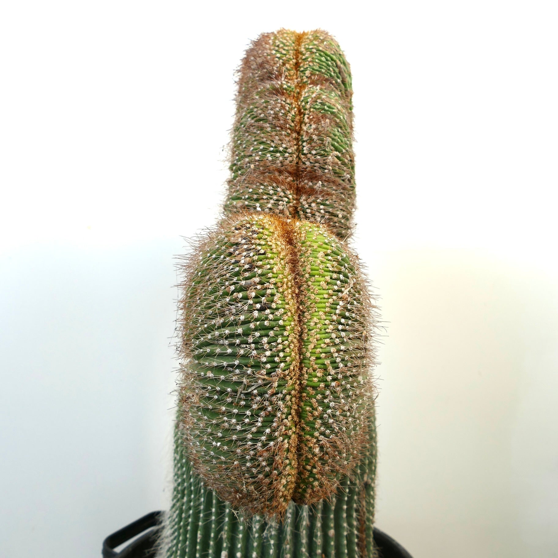 Carnegiea polylopha rare crested cactus with dense spines and ribbed green stems