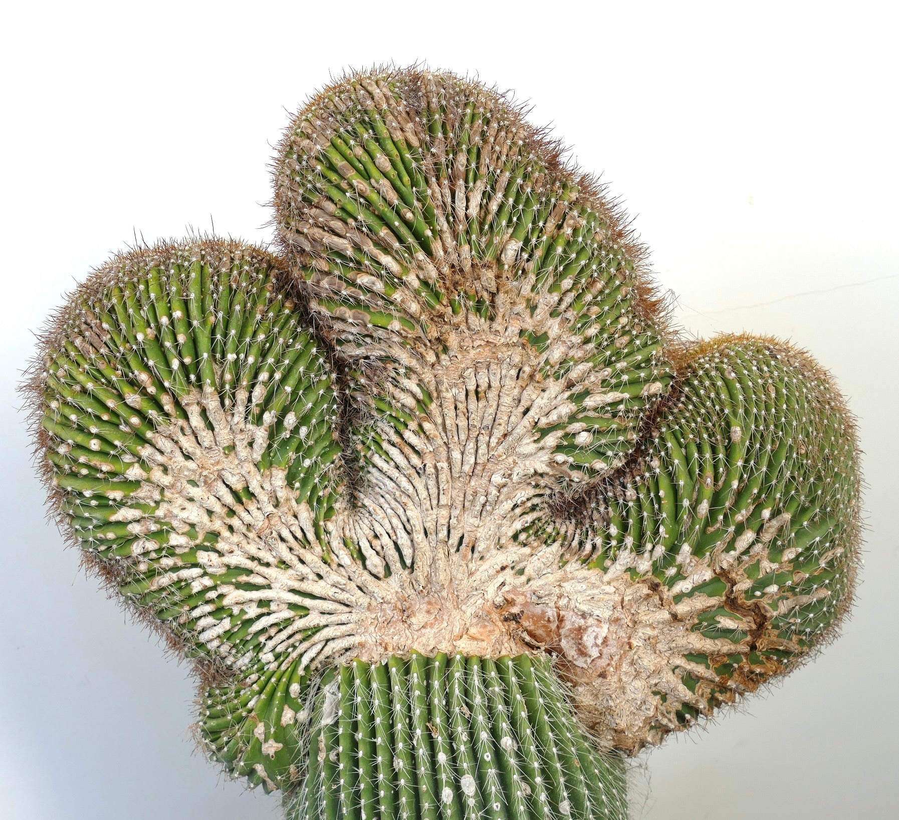 Carnegiea polylopha rare crested cactus with textured green and beige ridges and spines