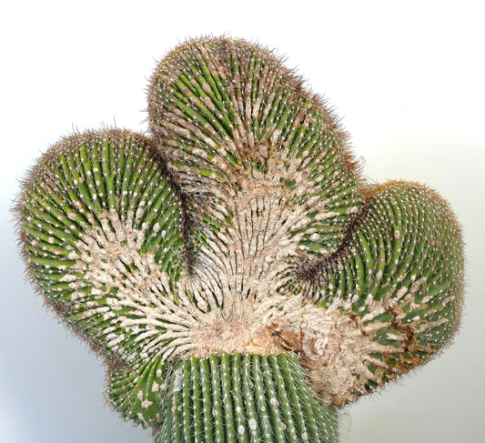Carnegiea polylopha rare crested cactus with textured green and beige ridges and spines