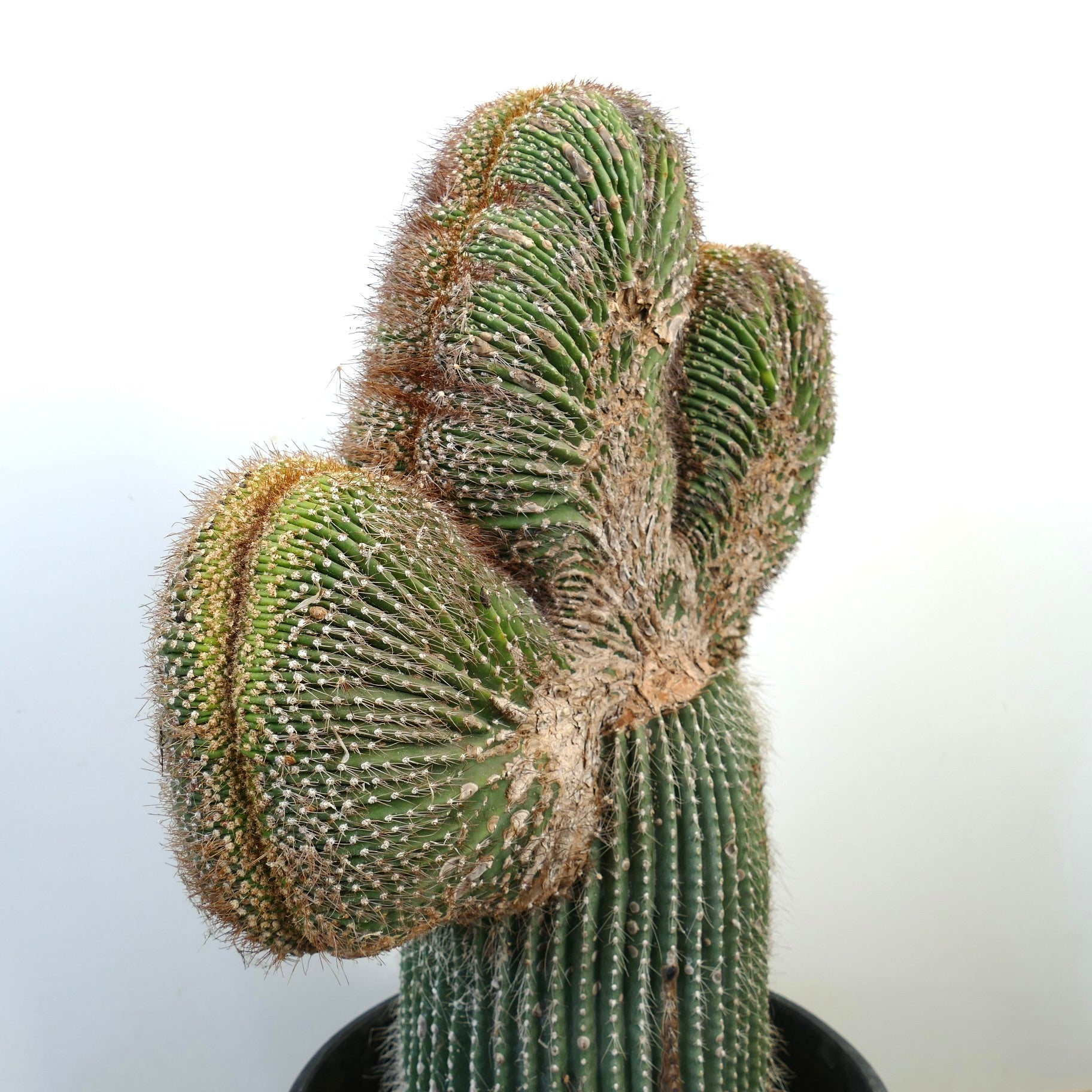 Carnegiea polylopha rare crested cactus with ribbed green stems and dense spines