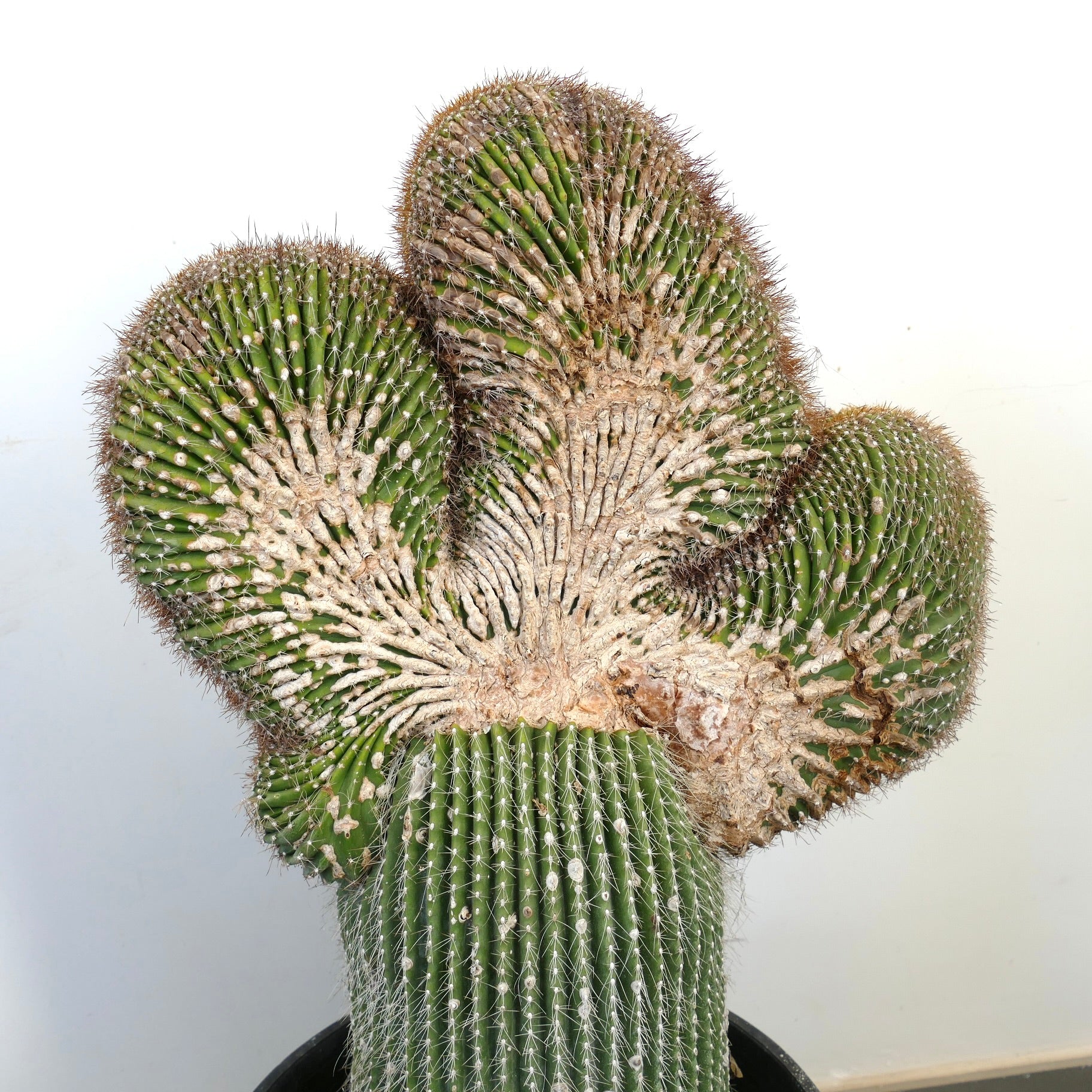 Carnegiea polylopha rare crested cactus with ribbed green stems and dense spines