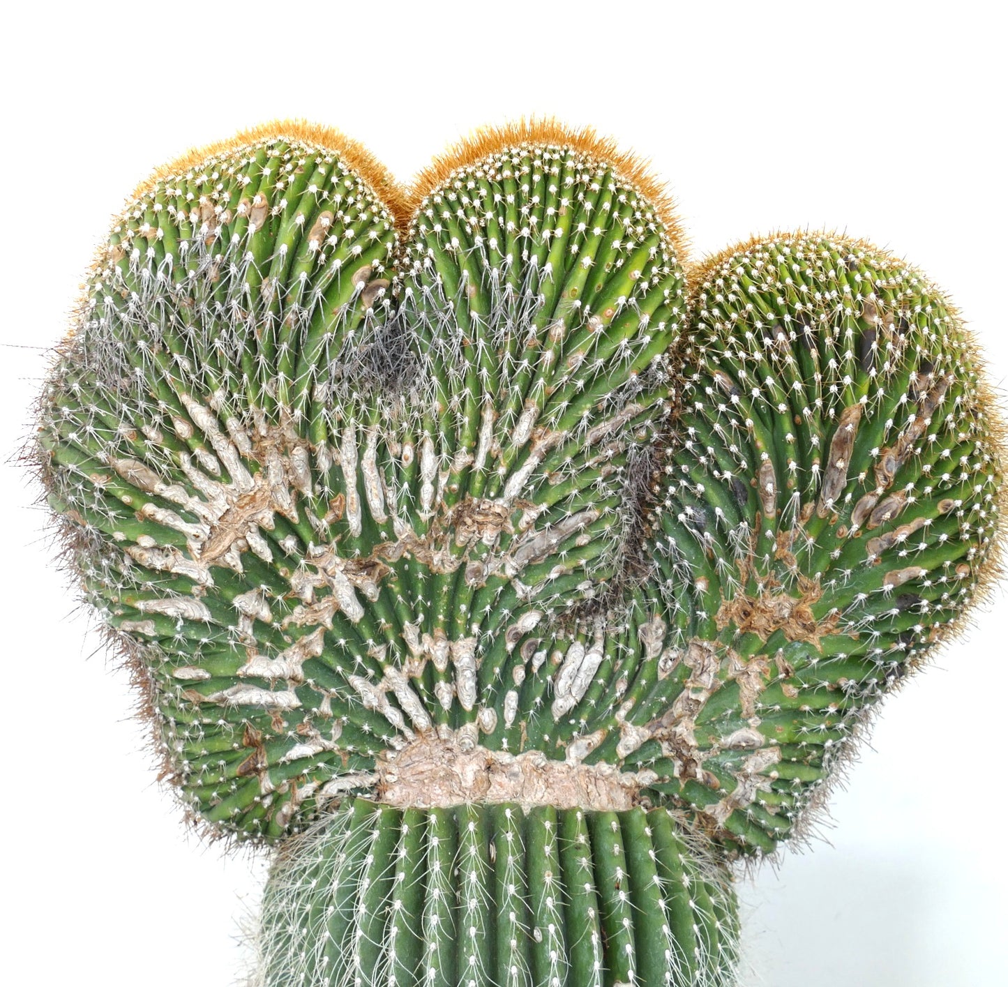 Carnegiea polylopha rare crested cactus with dense spines and textured green stems