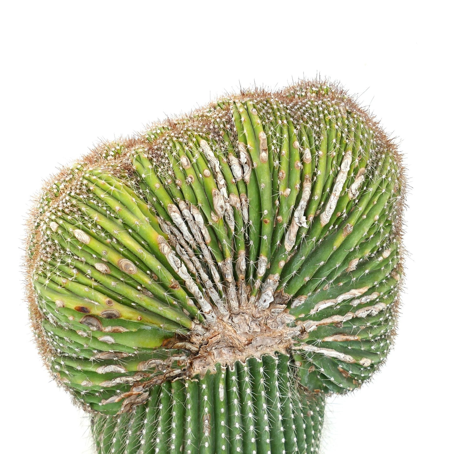 Carnegiea polylopha rare crested cactus with ribbed green stems and white spines