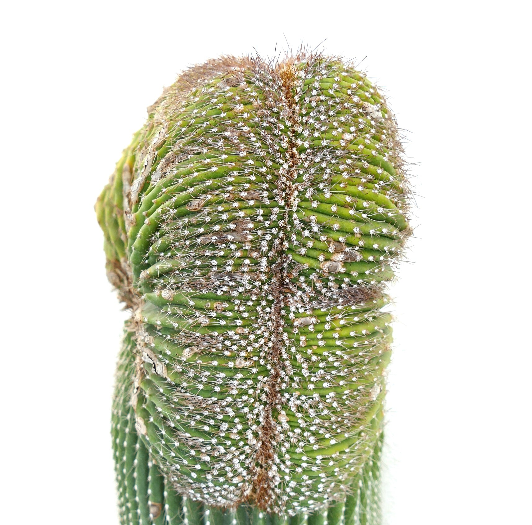 Carnegiea polylopha rare crested cactus with dense white spines and ribbed green stem
