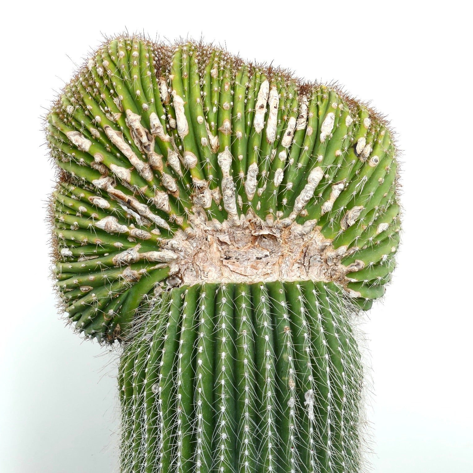 Carnegiea polylopha rare crested cactus with ribbed green stems and white spines
