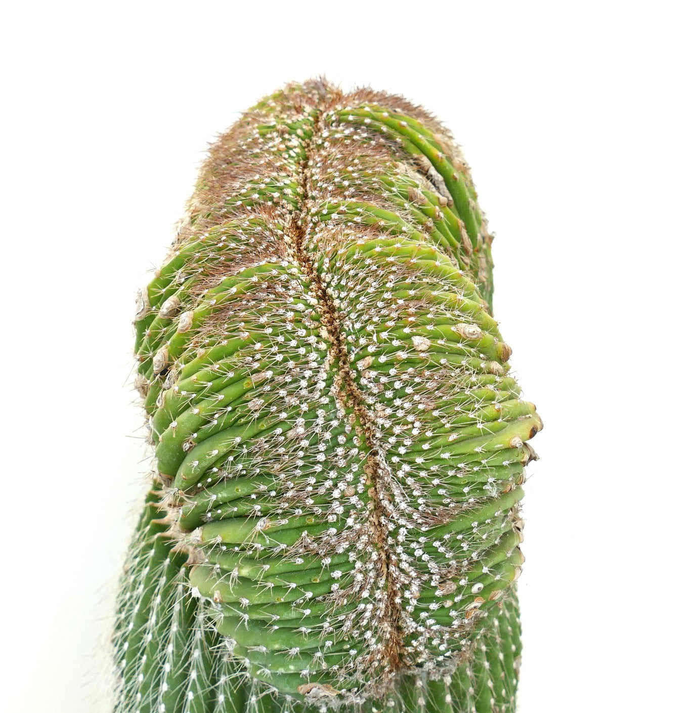 Carnegiea polylopha rare crested cactus with dense white spines and ribbed green stem