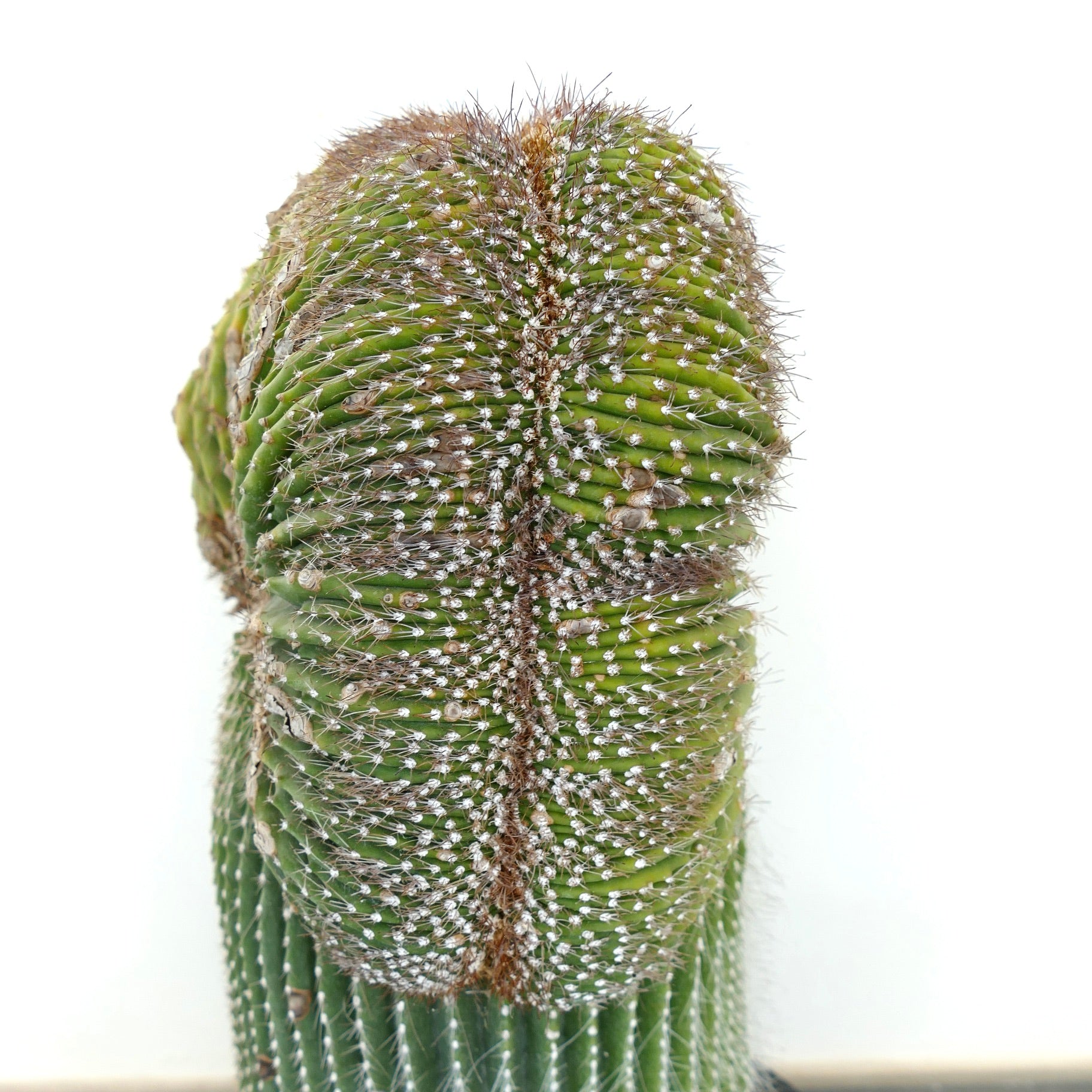 Carnegiea polylopha rare crested cactus with dense white spines and ribbed green stem